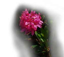 Rododendro